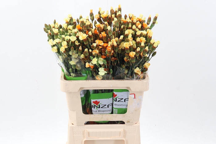 <h4>Di Solomio Orange Tinted</h4>