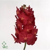 VANDA NA MAGIC RED