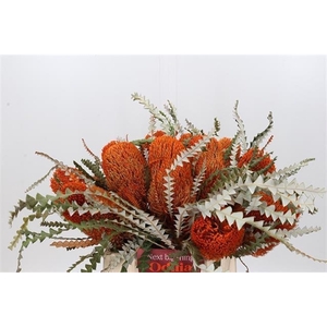 DROOG BANKSIA SPECIOSA KLB ORANJE X15