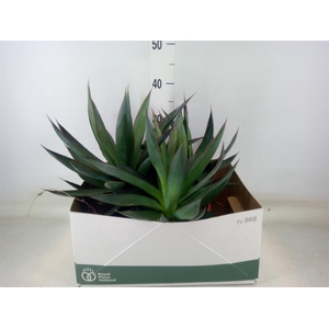 Agave  'Shaka Zulu'