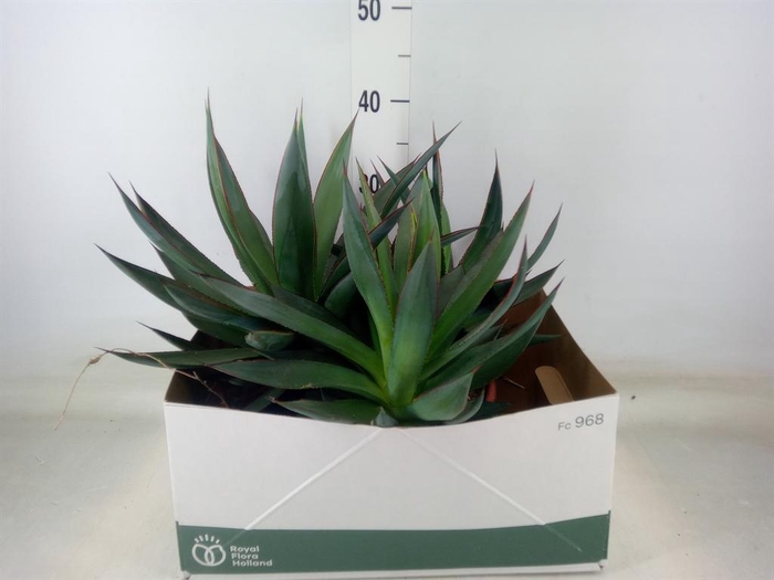 <h4>Agave  'Shaka Zulu'</h4>