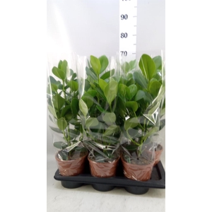 Clusia rosea 'Princess'