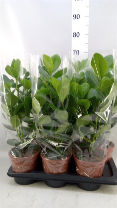 <h4>Clusia rosea 'Princess'</h4>