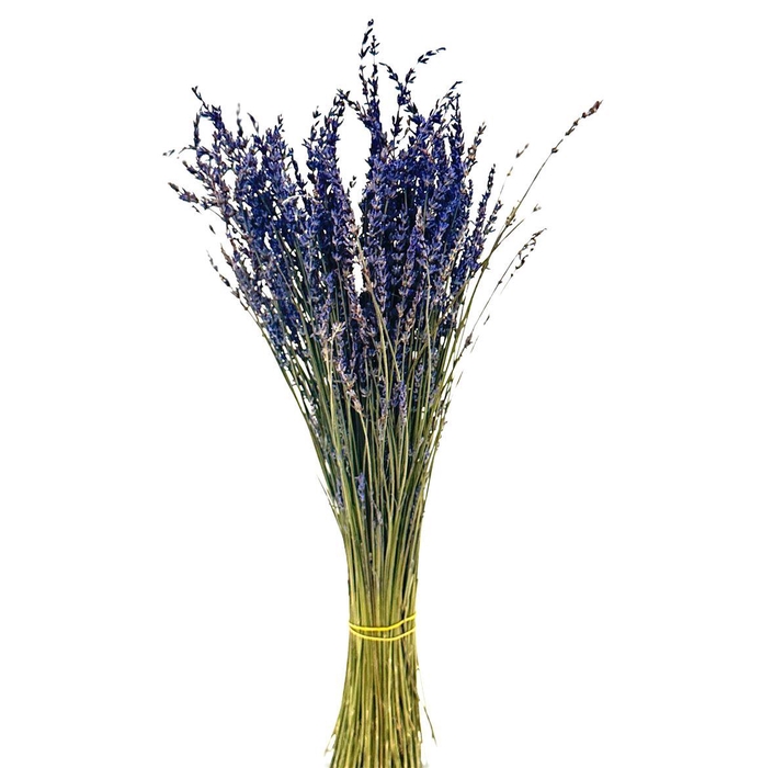 Lavendel Gedroogd