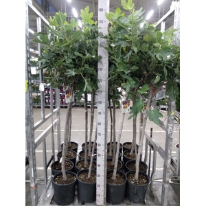 Ficus carica