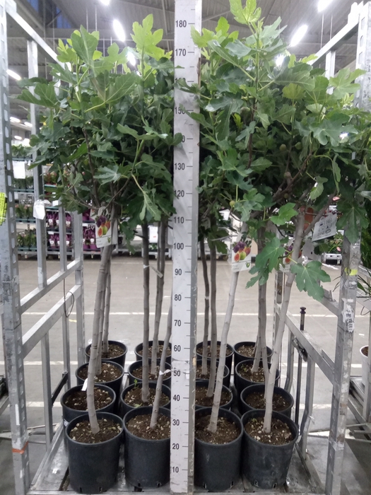 <h4>Ficus carica</h4>