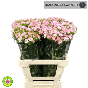 DI BARB DOBLINO PINK