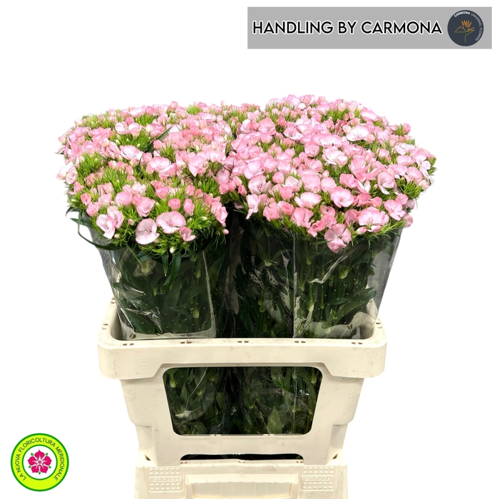 <h4>DI BARB DOBLINO PINK</h4>