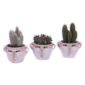 Cactus mix 12 cm in teno kruik