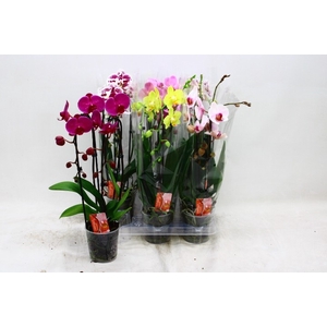 PHAL EL CASCADE