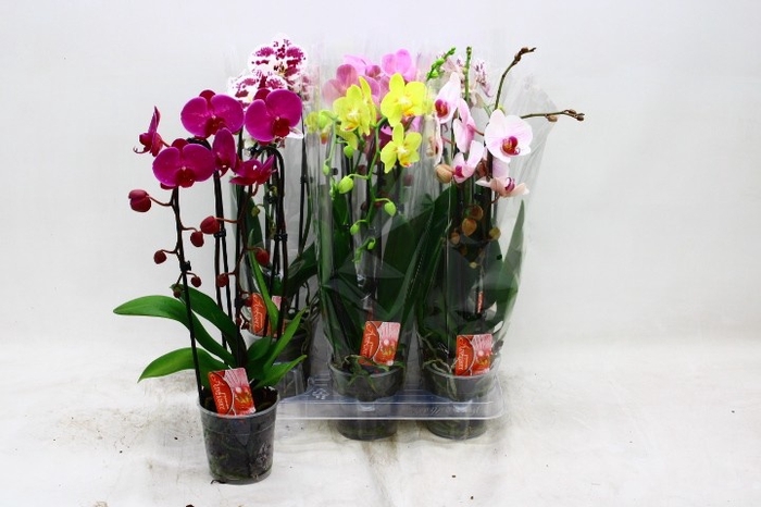 <h4>PHAL EL CASCADE</h4>
