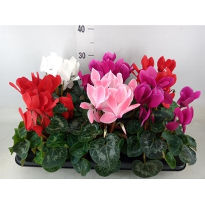 Cyclamen GR 'Mammoth'