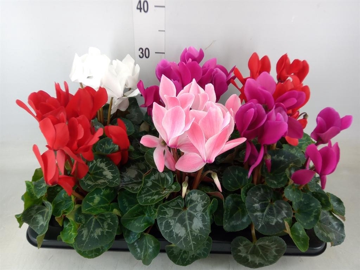 <h4>Cyclamen GR 'Mammoth'</h4>