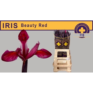 Iris Beauty Red