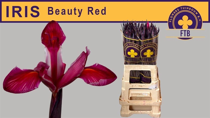 <h4>Iris Beauty Red</h4>