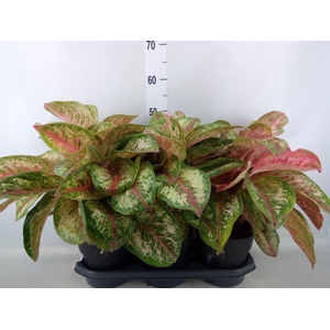 Aglaonema  'Painted Celebration'