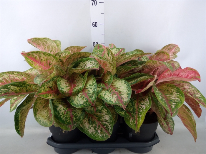 <h4>Aglaonema  'Painted Celebration'</h4>