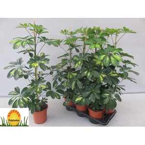 SCHEF AR GOLD CAPELL