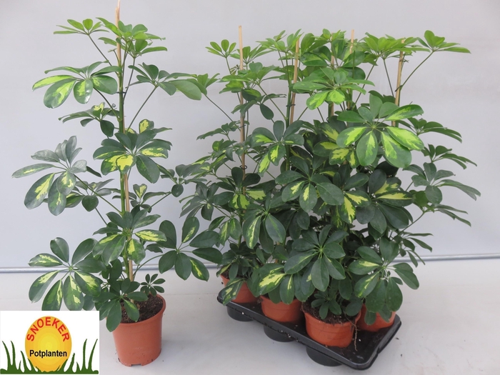 <h4>SCHEF AR GOLD CAPELL</h4>