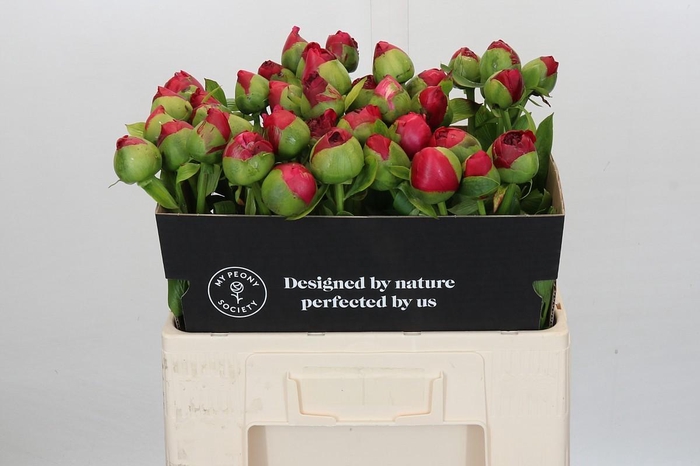 Paeonia Command Performance