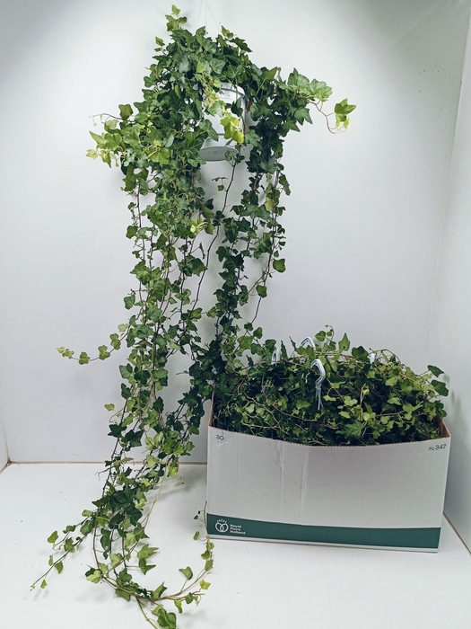 <h4>HED HE WONDER</h4>