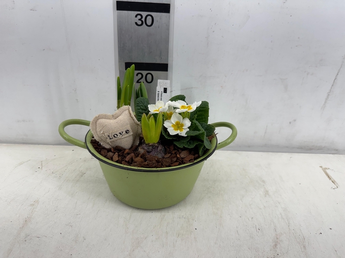 <h4>ARR PL IN SCHAAL</h4>