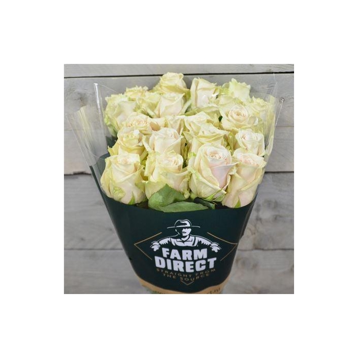 <h4>R Gr Vendela</h4>