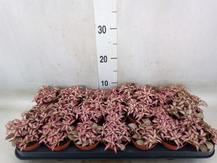 <h4>Fittonia  'Mosaic Zalm Forest Flam'</h4>