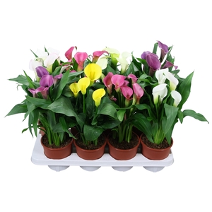 Zantedeschia gemengd Calla mix
