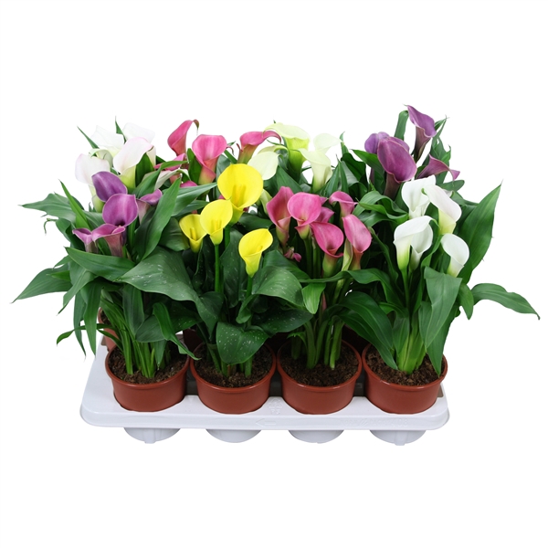 <h4>Zantedeschia gemengd Calla mix</h4>