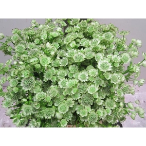 Astrantia Billion Sweet Groen
