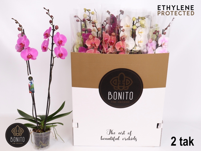 <h4>PHAL GEM 8 KL</h4>