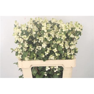 Sympho Mag Lemon Lime