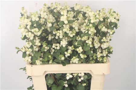 <h4>Sympho Mag Lemon Lime</h4>