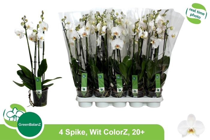 <h4>PHAL OV WIT</h4>