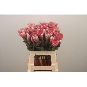 Protea Mundi Pink