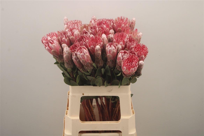 <h4>Protea Mundi Pink</h4>