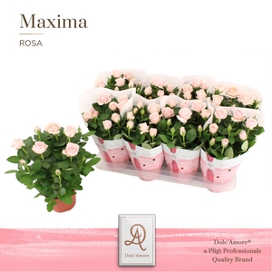 Rosa Infinity Princess Dolc'Amore Maxima