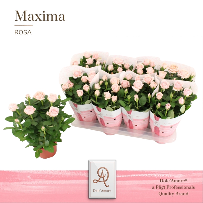 <h4>Rosa Infinity Princess Dolc'Amore Maxima</h4>