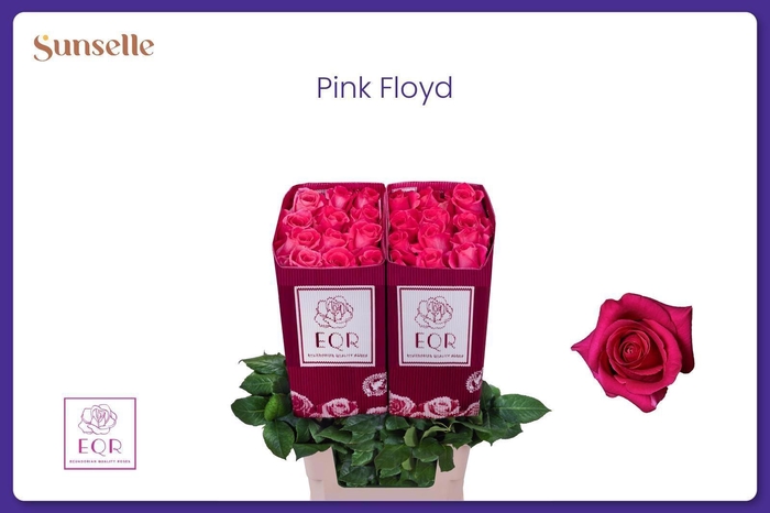 <h4>R GR PINK FLOYD!</h4>