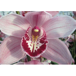 CYMB T QUEEN MONA Decorum 60cm