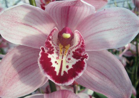 <h4>CYMB T QUEEN MONA Decorum 80cm</h4>