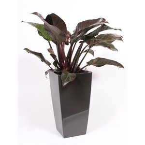 Philodendron Imperial Red in Piza pot 