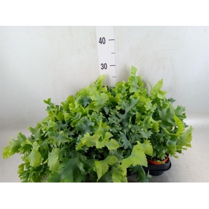 Phlebodium aureum 'Davana'
