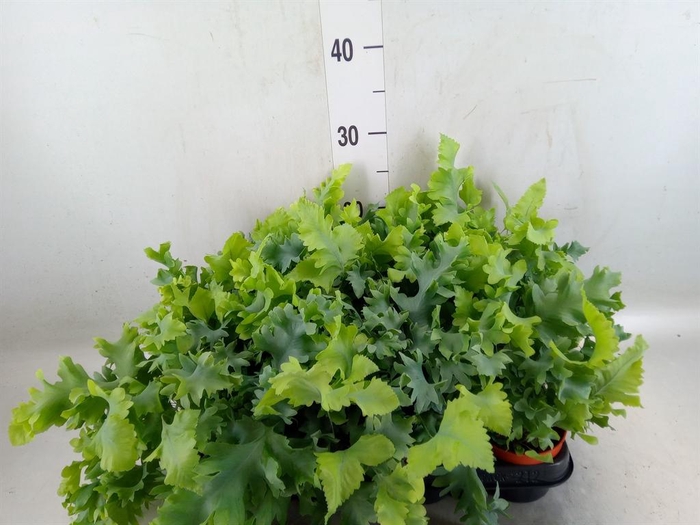 <h4>Phlebodium aureum 'Davana'</h4>