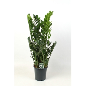 Zamioculcas Lucky Classic 8+ veren