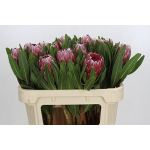 Protea Pink Ice