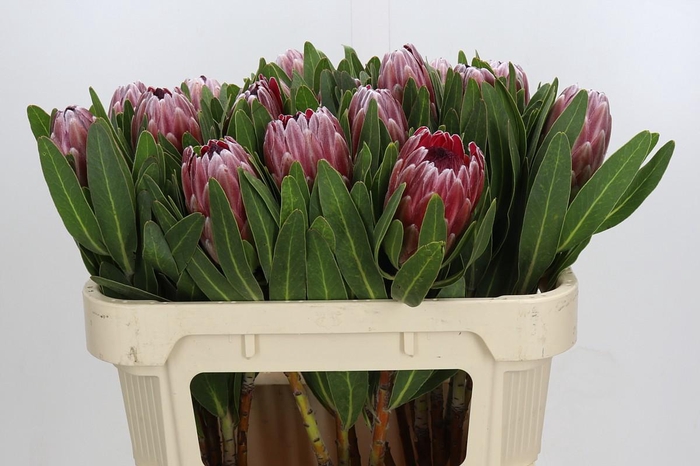 <h4>Protea Pink Ice</h4>