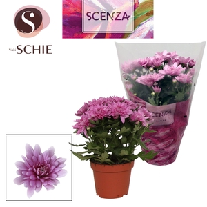 Chrysant Dynamic