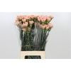 Dianthus St Honey
